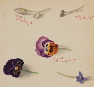 (Ohne Titel--Blumenstudie)