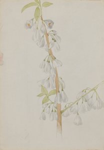 (Ohne Titel--Blumenstudie)