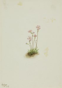 Alberta-Primel (Primula maccalliana) von Mary Vaux Walcott