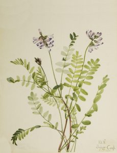 Alpen-Tragant Astragalus alpinus von Mary Vaux Walcott