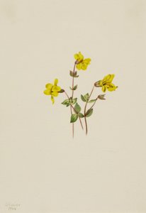 Alpen-Monkeyblume Mimulus caespitosus, 1904 von Mary Vaux Walcott