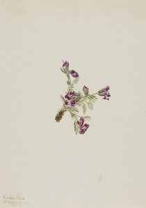 Alpen-Spitzkiel (Oxytropis podocarpa)