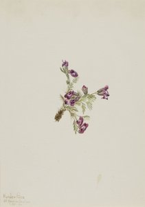 Alpen-Spitzkiel Oxytropis podocarpa, 1916