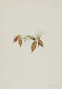 Alpen-Spitzkiel Oxytropis podocarpa, 1918 von Mary Vaux Walcott
