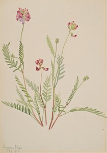 Alpen-Tragant von Mary Vaux Walcott