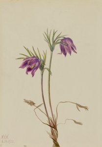 Amerikanische Küchenschelle Pulsatilla ludoviciana, 1922 von Mary Vaux Walcott