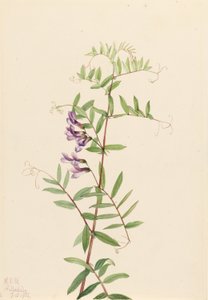 Amerikanische Wicke (Vicia americana)
