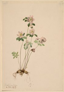 Anemonella (Syndesmon thalictroides) von Mary Vaux Walcott