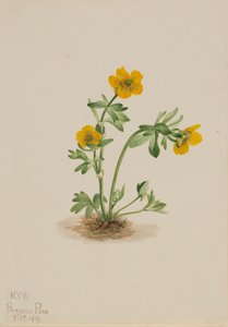 Lawinen-Hahnenfuß Ranunculus suksdorfii, 1919