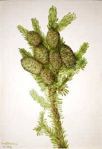 Balsam-Tanne Albies fraseri, 1932 von Mary Vaux Walcott