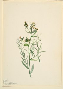 Bastard-Toadflax (Comandra pallida)