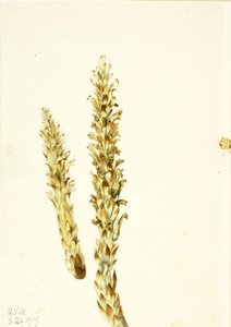 Bärenmais (Conopholis americana)