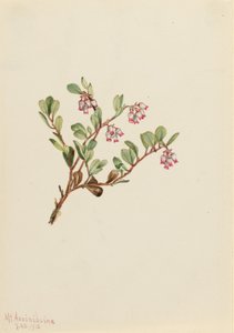 Bärentraube (Arctostaphylos uva-ursi)