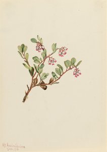 Bärentraube Arctostaphylos uva-ursi, 1916