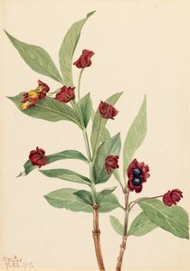 Bärentraube Geißblatt Lonicera involucrata