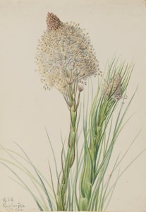 Bärengras, 1924 von Mary Vaux Walcott