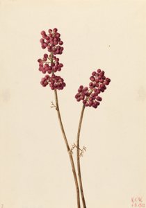 Schönheitsbeere (Callicarpa americana)