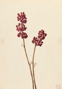 Schönfrucht Callicarpa americana, 1923 von Mary Vaux Walcott