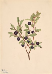 Große Heidelbeere Vaccinium membranaceum, 1916