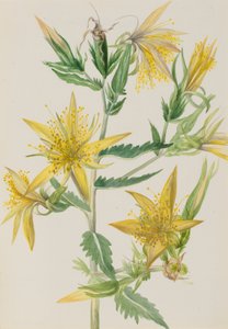 Blazing Star Mentzelia laevicaulis, ca. 1930er Jahre