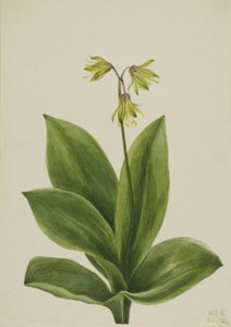 Blaue Perlen-Clintonia borealis, 1924