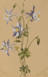 Blaue Akelei Aquilegia caerulea, 1922 von Mary Vaux Walcott