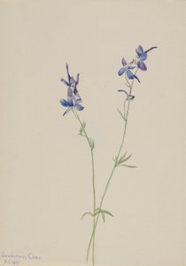 Blauer Rittersporn (Delphinium nuttallianum) von Mary Vaux Walcott