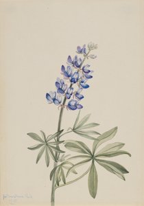 Blauer Lupine Lupinus argenteus, 1915 von Mary Vaux Walcott