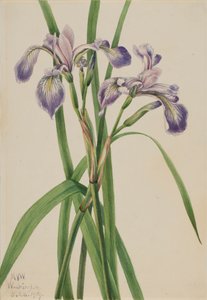Blauflagge Iris Iris versicolor