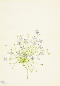 Bluets (Houstonia serpyllifolia)