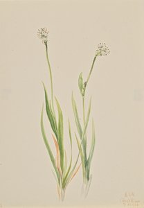 Moorlilie Tofieldia intermedia, 1920
