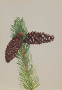 Borsten-Kiefer (Pinus aristata) von Mary Vaux Walcott