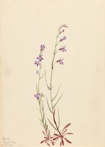 Bach-Lobelie (Lobelia kalmii)