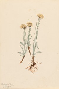 Buff Pussytoes Antennaria luzuloides, 1917