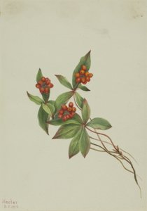 Kanadisches Hartriegel (Cornus canadensis) von Mary Vaux Walcott