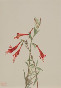 Kalifornische Fuchsie Zauschneria californica, 1936