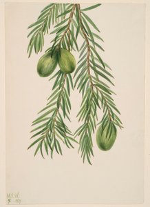 Kalifornische Muskatnuss (Tumion californicum)