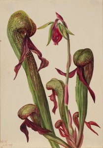 Kalifornischer Kannenpflanze (Chrysamphora californica) von Mary Vaux Walcott