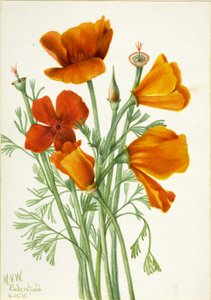 Kalifornischer Mohn Eschscholtzia californica von Mary Vaux Walcott