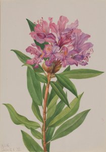 Kalifornische Rosenlorbeer (Rhododendron californicum)