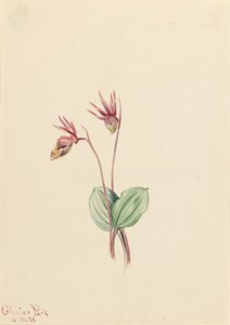 Calypso (Cytherea bulbosa) von Mary Vaux Walcott