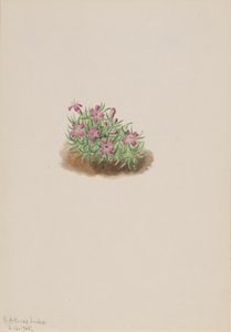 Teppich Pink Silene acaulis, 1905 von Mary Vaux Walcott