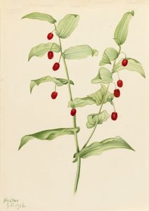 Umfassender gedrehter Stängel Streptopus amplexifolius, 1916 von Mary Vaux Walcott