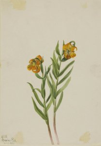 Kolumbianische Lilie (Lilium columbianum) von Mary Vaux Walcott