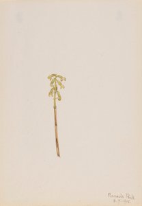 Korallenwurz (Corallorhiza corallorhiza) von Mary Vaux Walcott