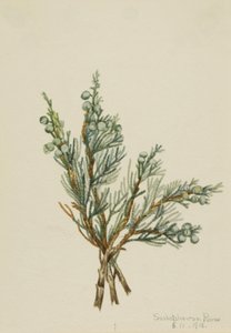 Kriechender Wacholder Juniperus horizontalis, 1918