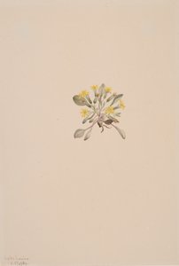 Crepis Elegans, 1904 von Mary Vaux Walcott
