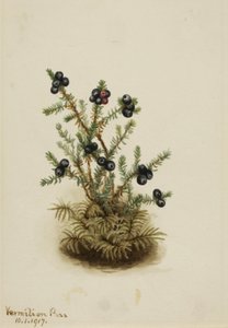 Krähenbeere Empetrum nigrum