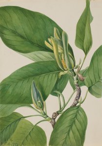 Gurkenbaum Magnolia acuminata, 1922