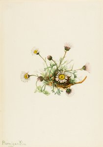 Gefiedertes Berufkraut (Erigeron compositus) von Mary Vaux Walcott